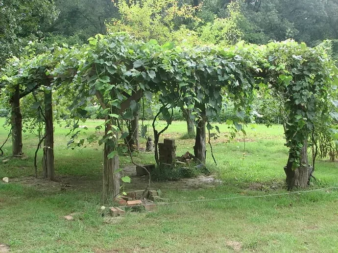 The Beauty of a Grape Arbor: A Haven for Vines and Memories