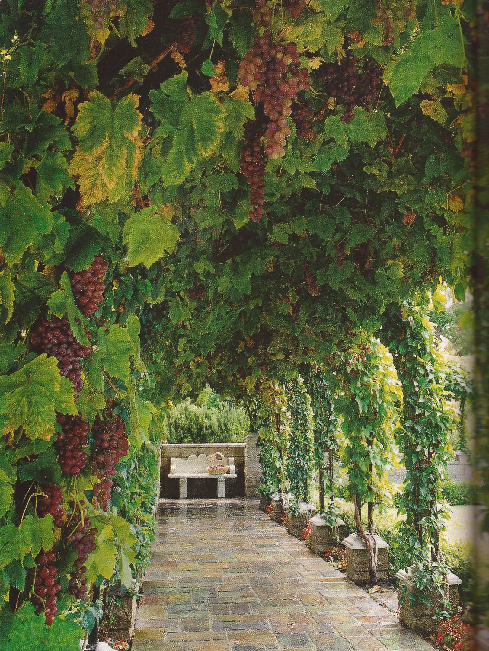 The Beauty of a Grape Arbor: A Natural Haven for Vines