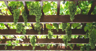 grape arbor