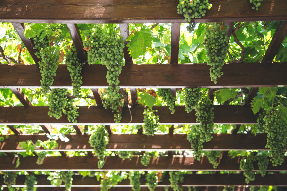 The Beauty of a Grape Arbor: A Tranquil Oasis in the Garden