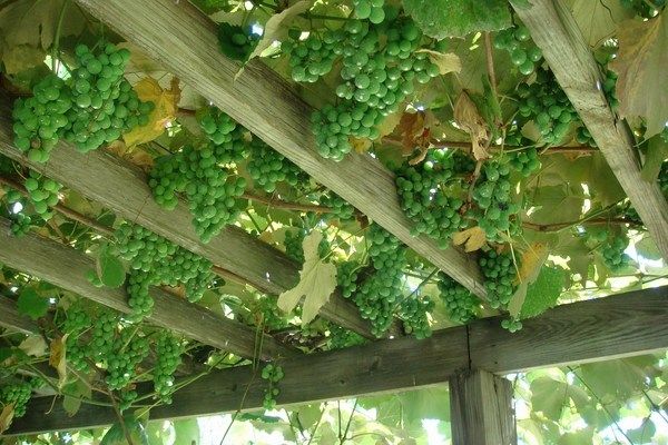 The Beauty of a Grape Arbor in the Garden