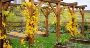 grape arbor