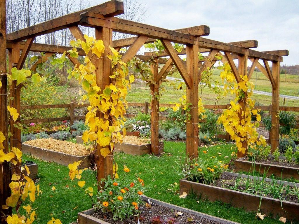 The Beauty of a Grapes Arbor: A Natural Oasis in your Garden