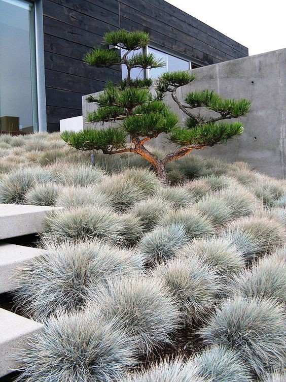 The Evolution of Contemporary Landscaping: A New Era of Outdoor Design