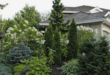 evergreen landscape front yard