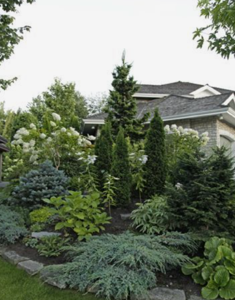 evergreen landscape front yard