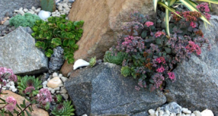garden design with rocks