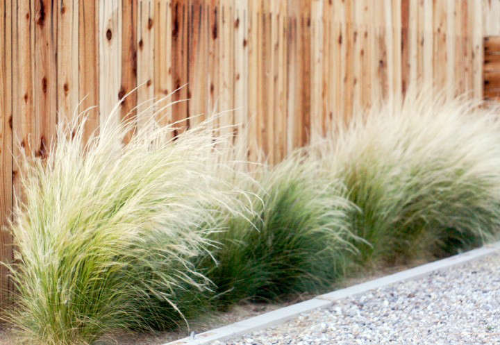 The beauty of various types of grass in landscaping