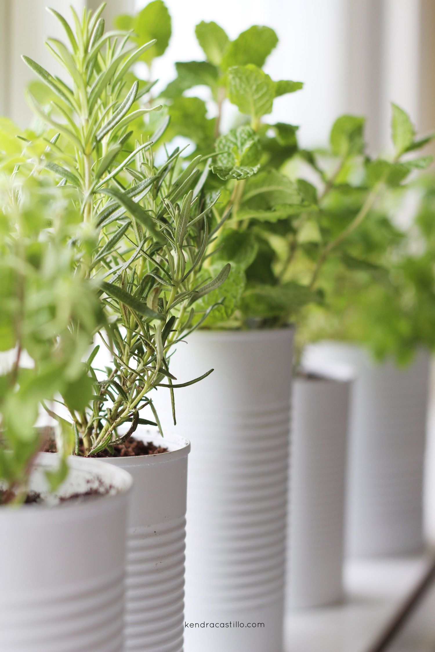 Thrifty Ways to Create a Compact Herb Garden Planter