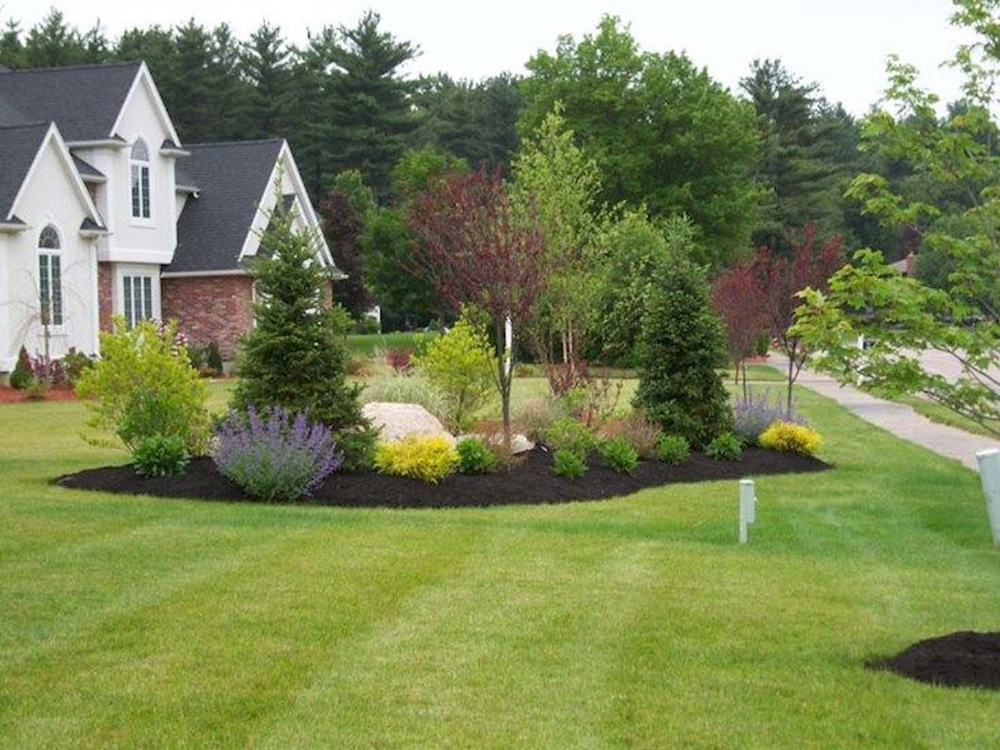 evergreen landscape front yard