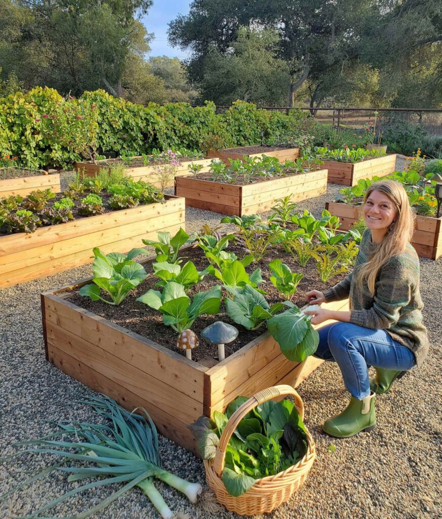 garden planter raised