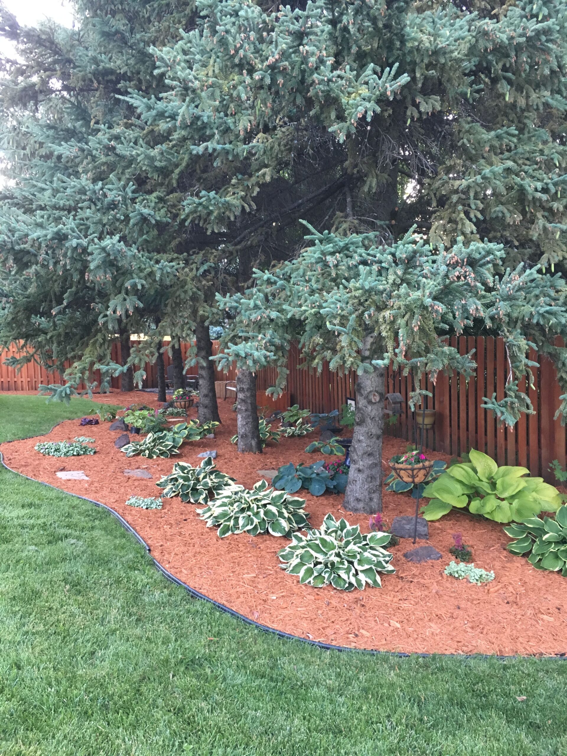 Tips for Landscaping Beneath Pine Trees