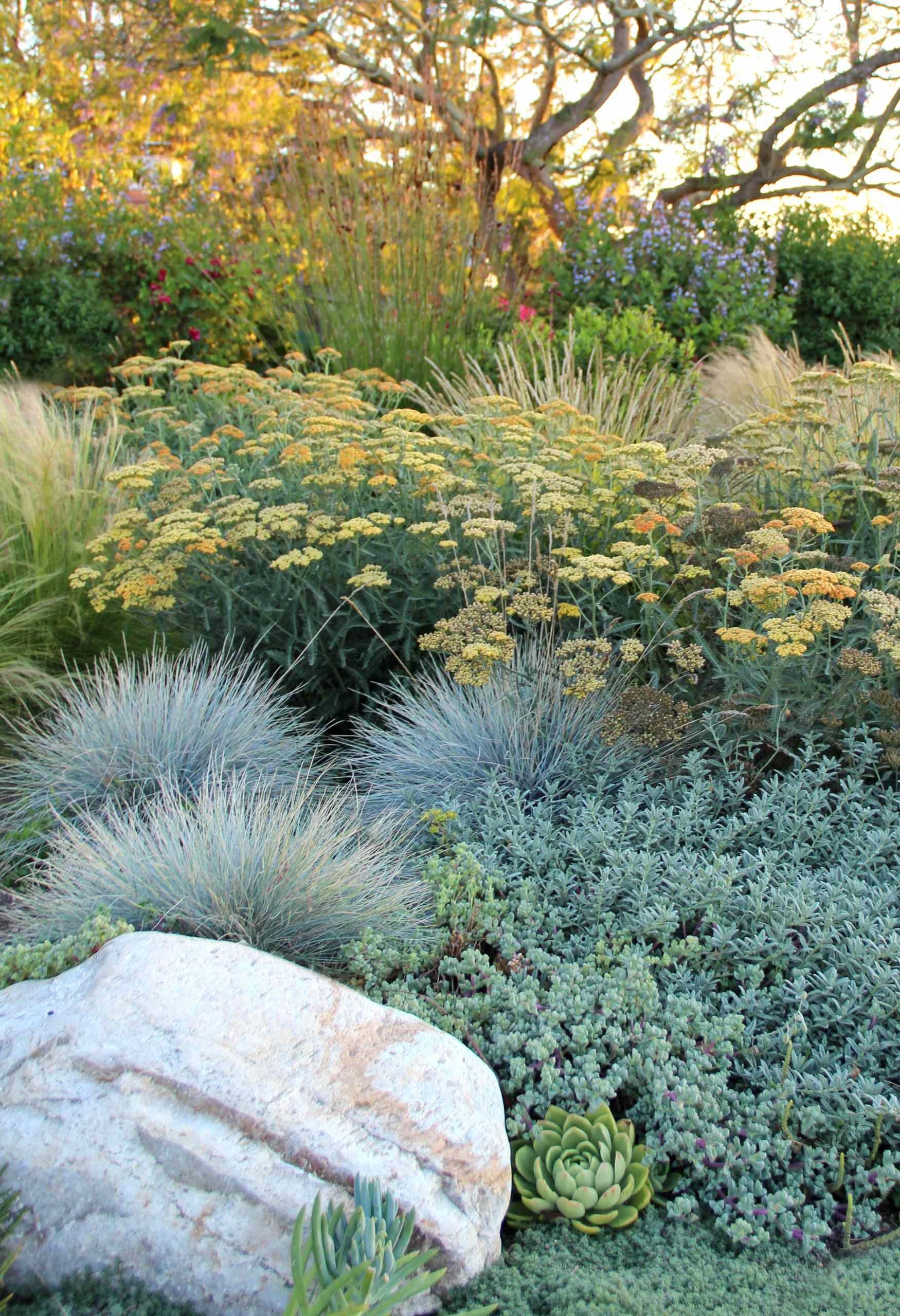 Top Grasses for a Lush and Vibrant Landscape