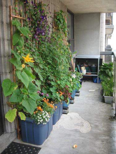 Transform Your Outdoor Space with a Lush Patio Garden