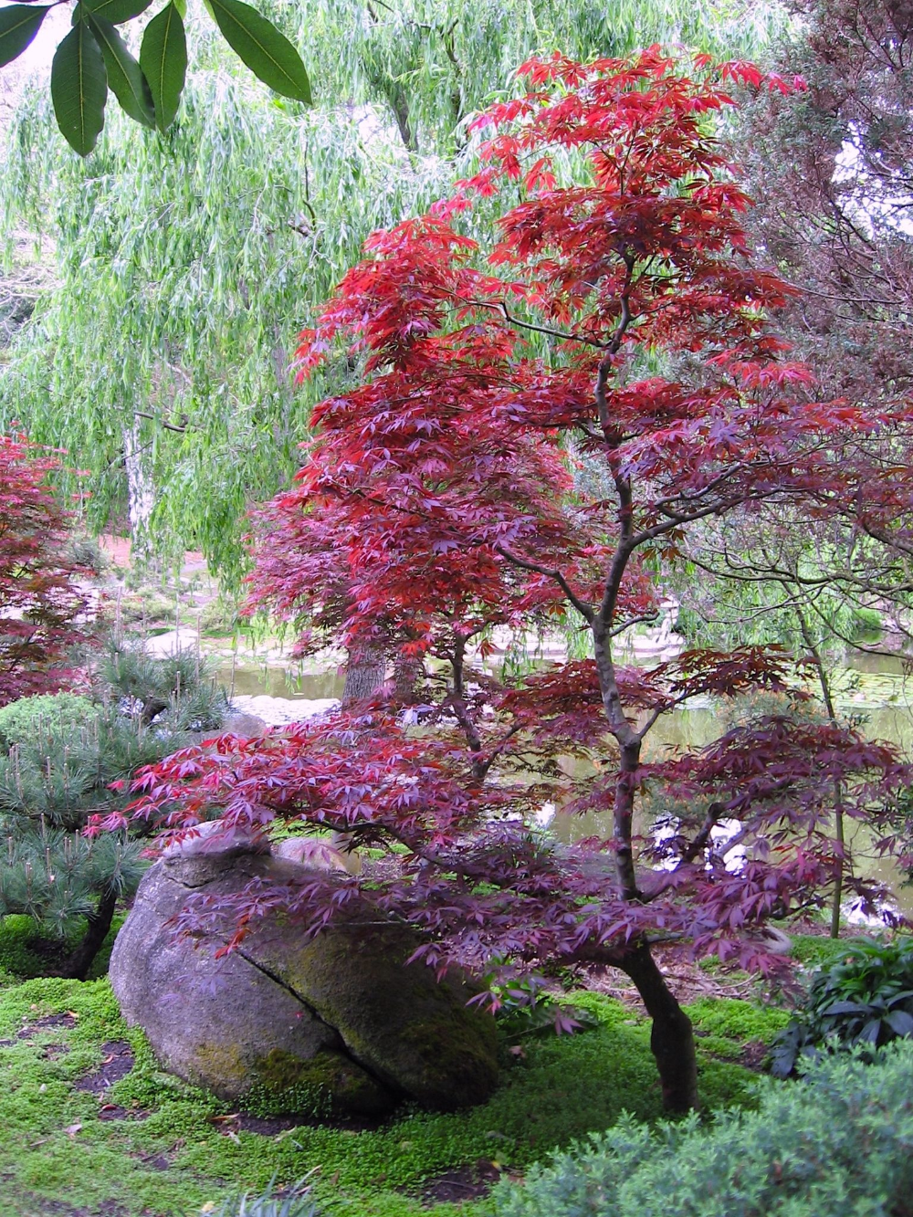Unleashing the Beauty of Japanese Maple through Landscaping