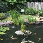 Backyard Ponds – We Service Ponds in Maryland, DC and Northern .
