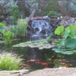 5 Benefits Of A Backyard Pond That'll Make You Want O