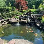 The Pros And Cons Of A Backyard Koi Pond - Amen Corner Pon