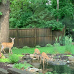Backyard Pond Ideas That Can Make Any Size Yard More Amazing .