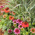 Colorful Pollinator Container Garden Ide
