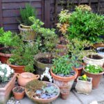 Container Gardening | Celebrate Urban Bir