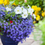 Container Garden Ideas - Studley's Flower Garde
