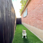 Driveway Fence & Dog Run - Stacy Risenm