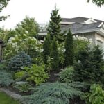 Evergreen Garden with Conifers and Privacy Landscapi