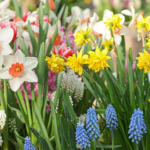 How to Design a Spring Flower Bed with Bulbs in the Fall | Plant .