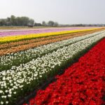 What is Keukenhof? Inside the World's Second Largest Flower Gard