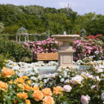 Must-Visit Flower Gardens in Jap