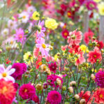 The 15 Best Flowers for a Cut Flower Garden - PureWow, flower .