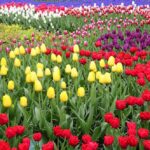 Keukenhof - the most beautiful flower garden in the worl