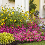 How to Create a Colorful Garden - The Ultimate Guide | Proven Winne