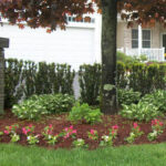 Planting Under Trees | Nebraska Extension in Lancaster Coun