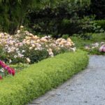 Benefits of small hedges - Anthony Tesselaar Plan