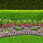 Picture-Perfect Garden Hedges: Plants to Consid