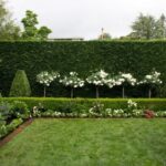 63 of The Best Landscape Hedge Ideas | Hedges landscaping, Garden .