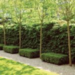 Glorious Hedges - Gallery | Garden Desi