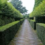 Best evergreen hedging plants - Gardening | Learning with Exper
