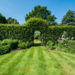 7 Beautiful Garden Hedge Design Ideas | CedarSmi