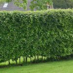 How to plant and care for bare root hedges - Suttons Gardening .