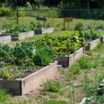 15 Vegetable Garden Ideas – Forbes Ho
