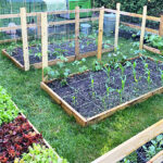 Vegetable Garden Ideas and Inspirati