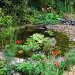 Three Ways to Improve Your Pond | BBC Gardeners World Magazi