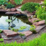 Best Small Pond Ideas for Your Garden | ShrubH