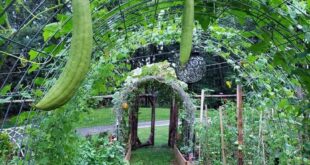 63 Garden Trellis Ideas To Add Beauty to Your Landscape | Garden .