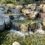What Is A Water Garden? What Do You Need To Know About The