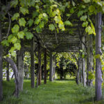 Jubilee Grape Arbor Photograph by Scott Massey - Fine Art Ameri