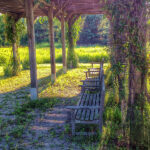 Heavenly Grape Arbor Photograph by Nikki Vig - Pixe